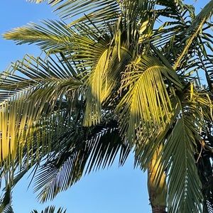 Meet your Posher, Lily